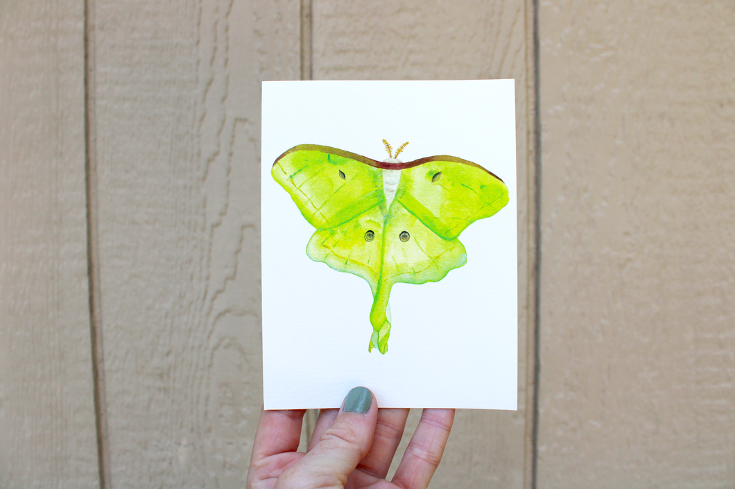 Lovely Luna Moth -- Handmade Watercolor Insect Card