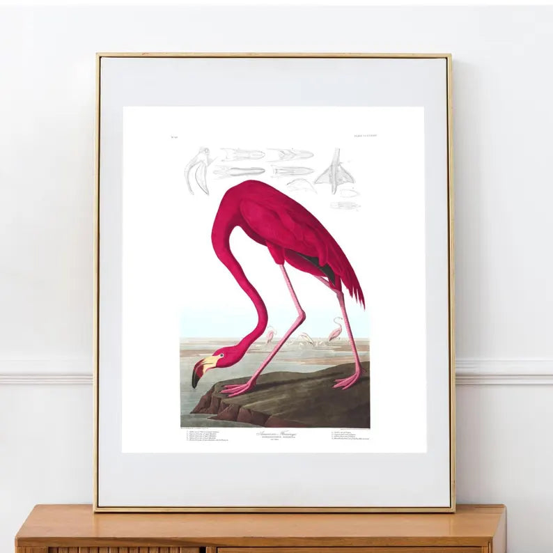 Flamingo vintage 8x10 print