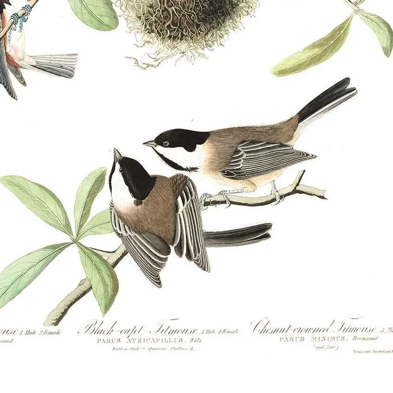 Chickadee snuggle vintage 8x10 print