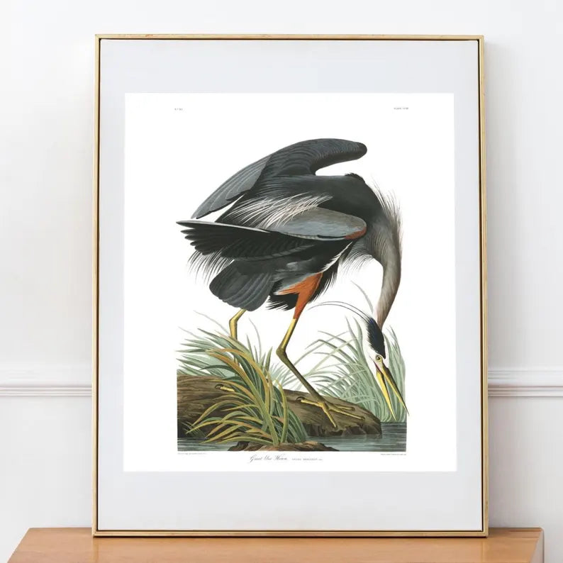 Blue Heron vintage 8x10 print