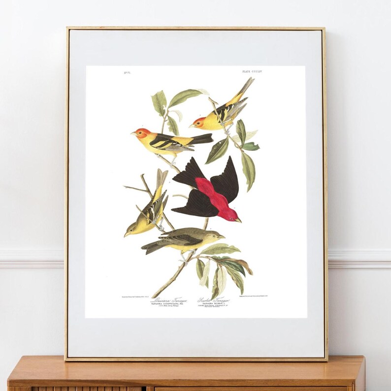 Sparrow Bird vintage 8x10 print