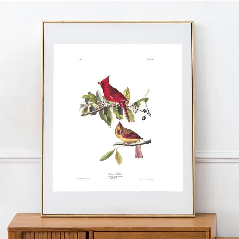 Cardinal vintage 8x10 print