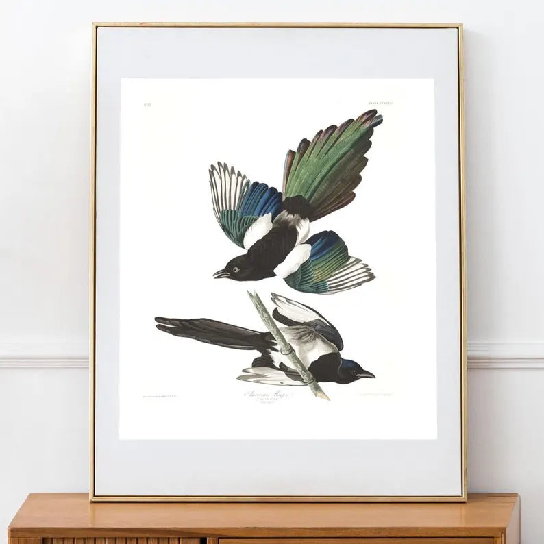 Magpie Bird vintage 8x10 print